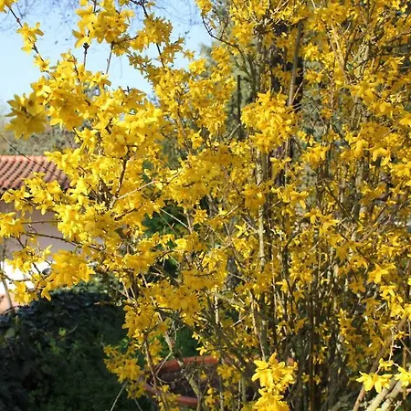 La Selva Σιένα